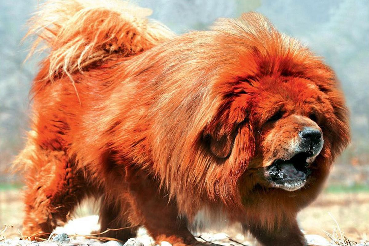 mastiff tibetan rosu