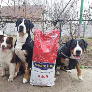Winner plus Adult hrana super premium pentru caini adulti