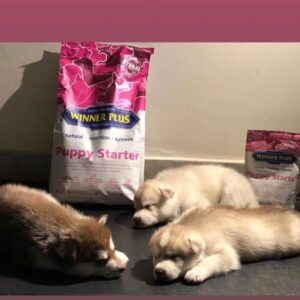 Winner Plus Puppy starter hrana super premium pentru pui de caine si femele gestante
