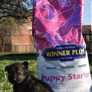 Winner Plus Puppy starter hrana super premium pentru pui de caine si femele gestante