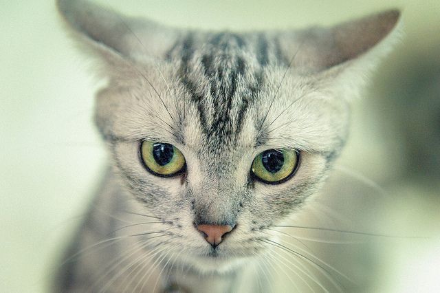 nume de pisici - Pisica American Shorthair - rase de pisici