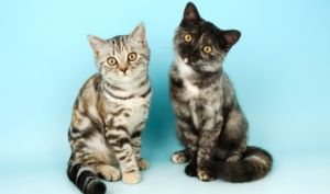 Pisici British Shorthair in doua culori