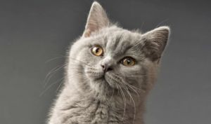 Pisica British Shorthair gri