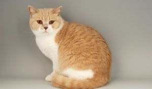 Pisica British Shorthair portocalie