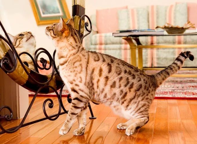 pisica bengaleza in oglinda