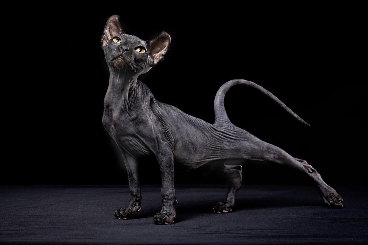 pisica sfinx neagra
