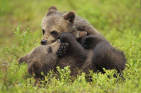 ursul brun animale pe cale de disparitie