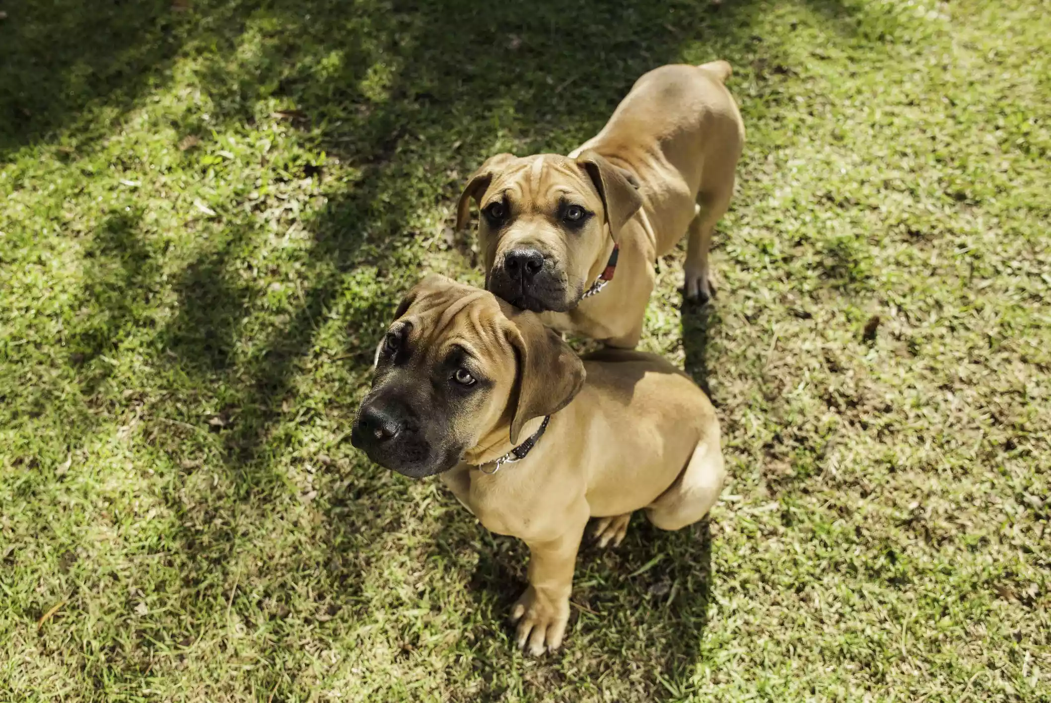 Boerboel
