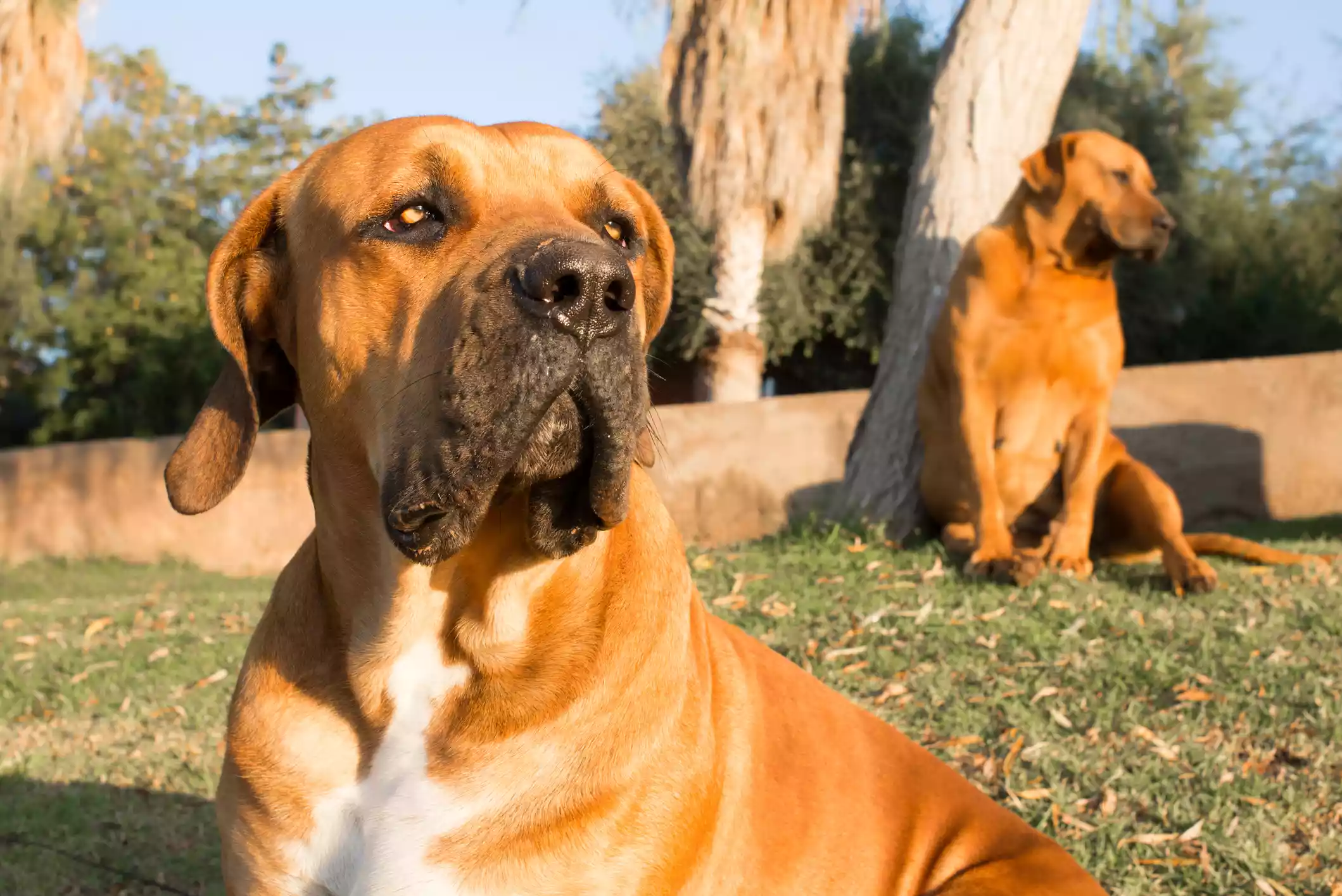 Boerboel
