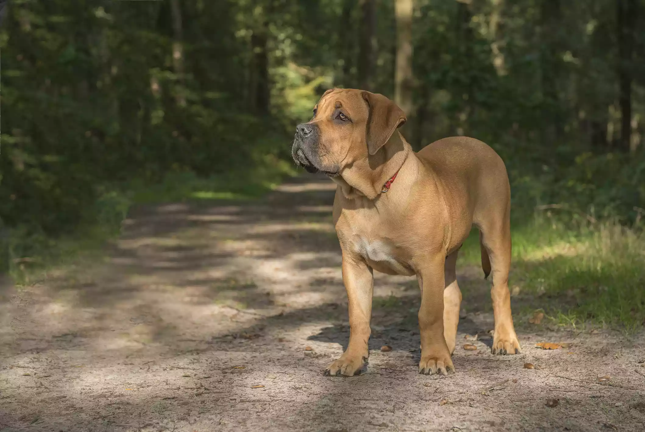 Boerboel