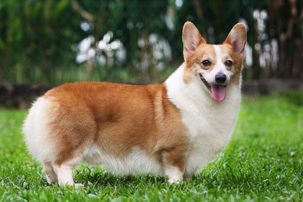 Totul despre rasa de caine Corgi, informații generale si ghid îngrijire