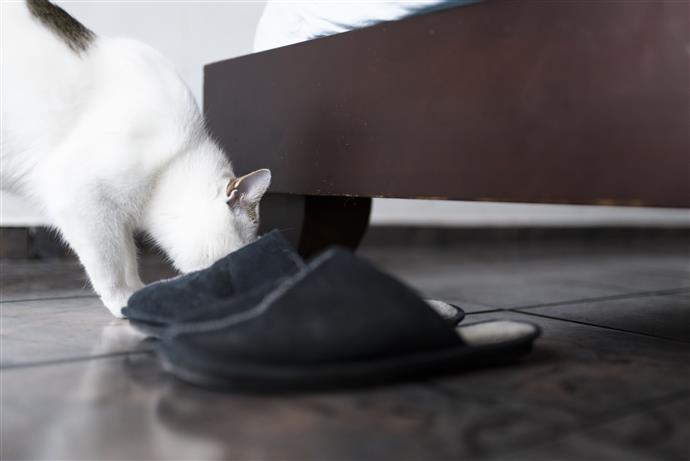 de ce pisicile le plac pantofii 61fd61a160194 - De ce pisicilor le plac pantofii?
