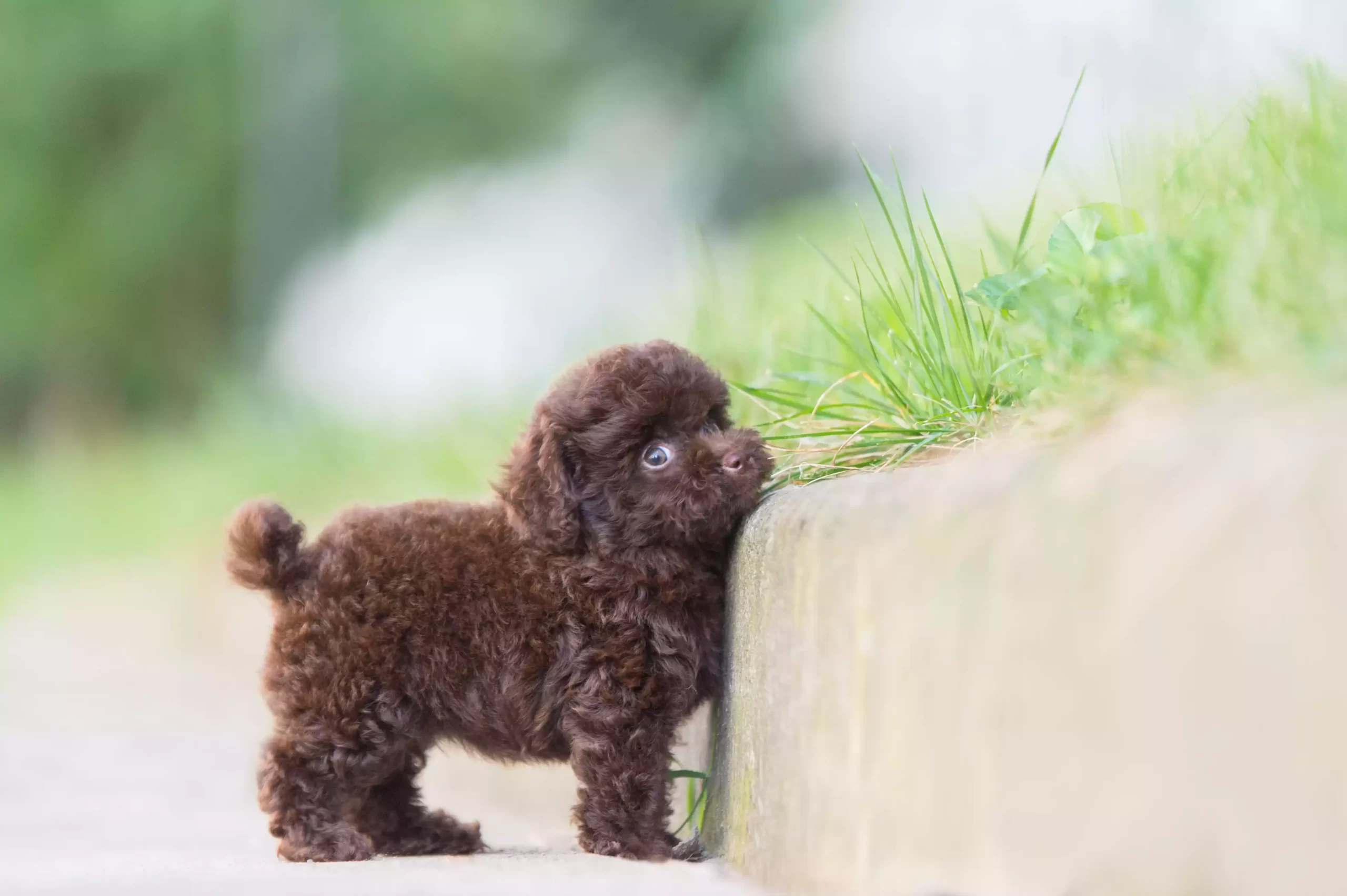 Câinele Pudel Toy: Prezentare Generală a Rasei și Istoria sa