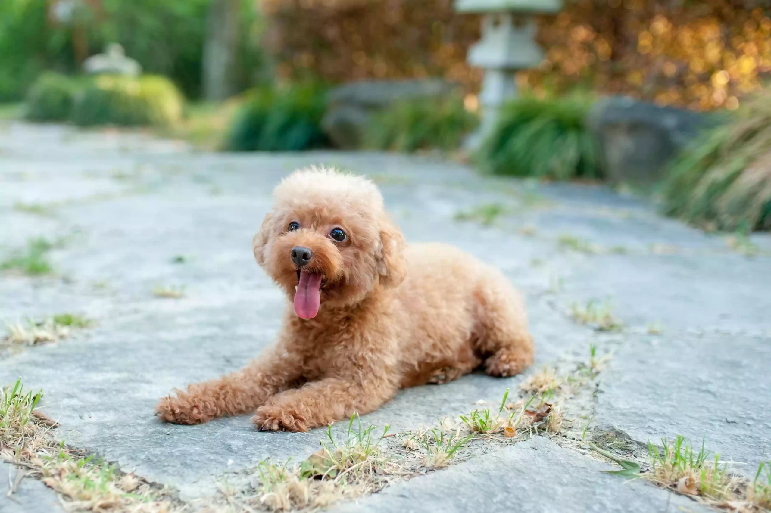 Câinele Pudel Toy: Prezentare Generală a Rasei și Istoria sa