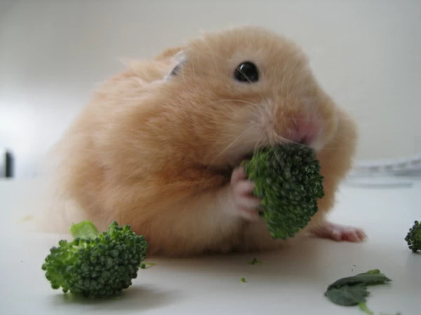 hamster mananca legume